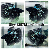 Live Male Betta Black Galaxy Avatar Super Delta (Sky-1257) High quality What you see What you get!!