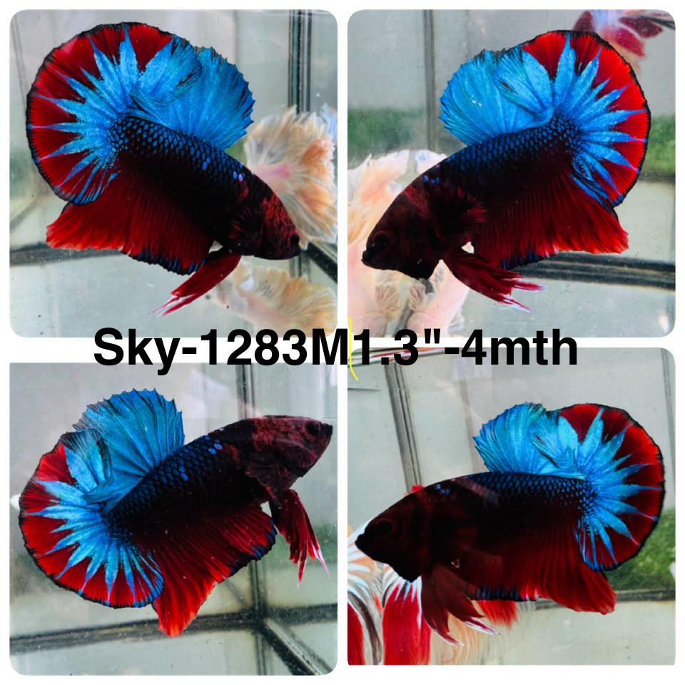 Live Male Betta Fancy Red Blue Startail Plakat (Sky-1283) High quality What you see What you get!!