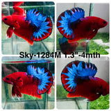 Live Male Betta Fancy Red Hellboy Startail Plakat (Sky-1284) High quality What you see What you get!!