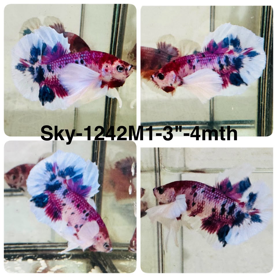 Live Male Betta Fancy Red Koi Dumbo big ear Plakat (Sky-1242) High quality What you see What you get!!