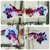 Live Male Betta Fancy Red Koi Dumbo big ear Plakat (Sky-1242) High quality What you see What you get!!