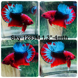 Live Male Betta Fancy Red Hellboy Startail Plakat (Sky-1285) High quality What you see What you get!!