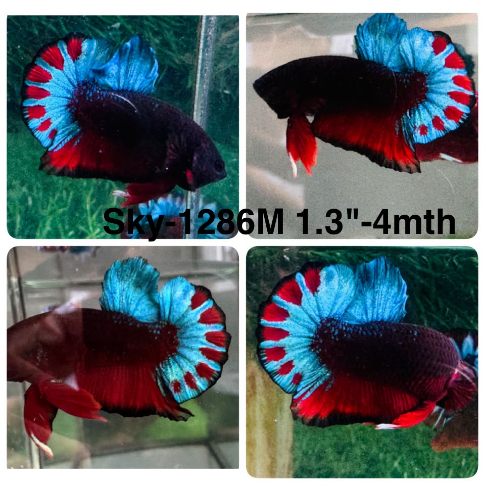 Live Male Betta Fancy Red Black Startail Plakat (Sky-1286) High quality What you see What you get!!