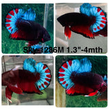 Live Male Betta Fancy Red Black Startail Plakat (Sky-1286) High quality What you see What you get!!