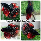 Live Male Betta Black Galaxy Koi Halfmoon (Sky-1261) High quality What you see What you get!!
