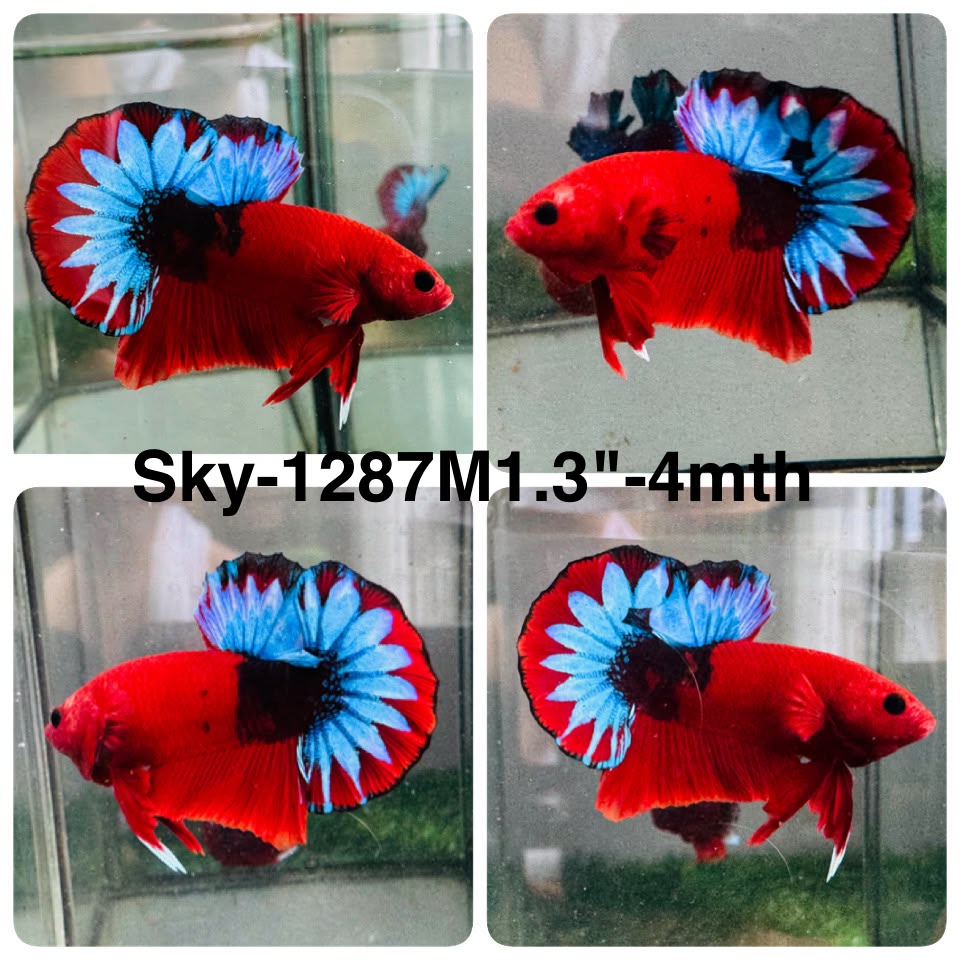 Live Male Betta Fancy Red Hellboy Startail Plakat (Sky-1287)S360 High quality What you see What you get!!