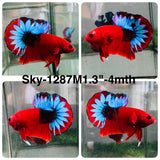 Live Male Betta Fancy Red Hellboy Startail Plakat (Sky-1287)S360 High quality What you see What you get!!