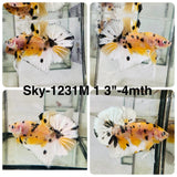 Live Male Betta Yellow Tiger Koi Metallic Plakat (Sky-1231) High quality What you see What you get!!