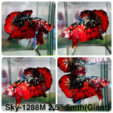 Live Male Betta Red Galaxy Stardust Giants Plakat (Sky-1288) High quality What you see What you get!!