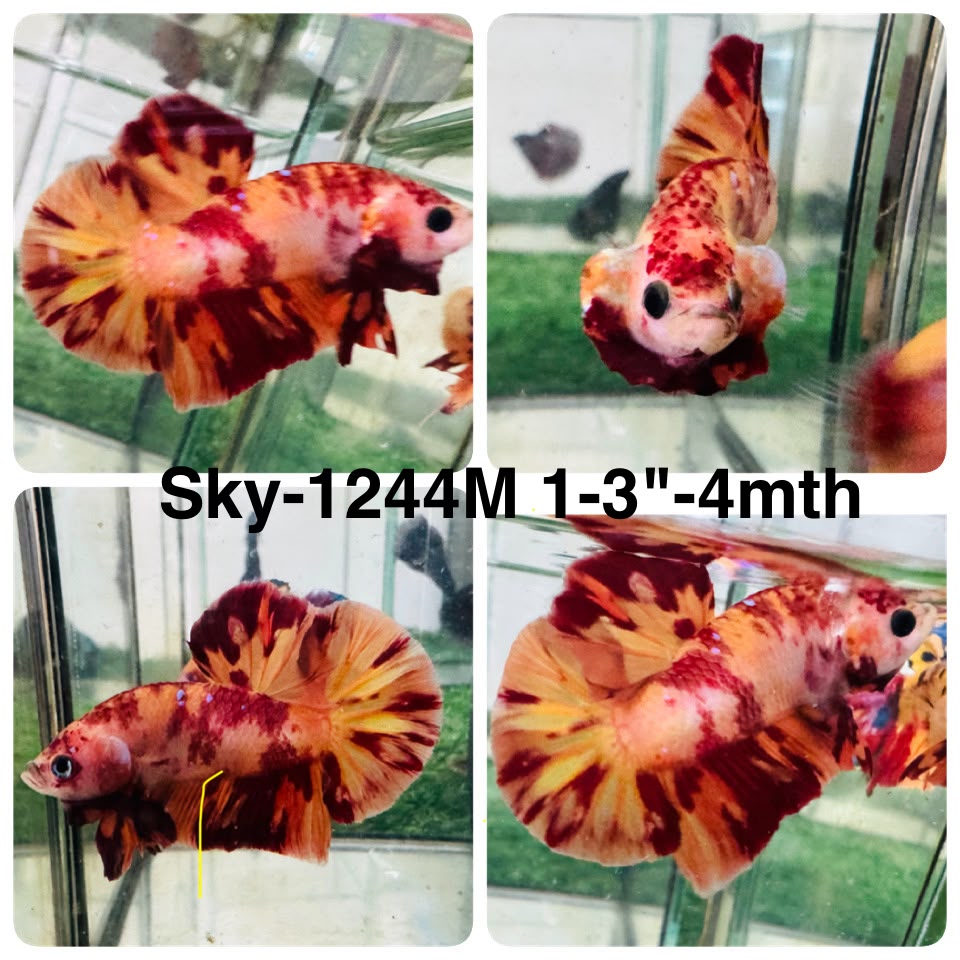 Live Male Betta Red Yellow Fire Marble Plakat (Sky-1244) High quality What you see What you get!!