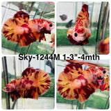 Live Male Betta Red Yellow Fire Marble Plakat (Sky-1244) High quality What you see What you get!!