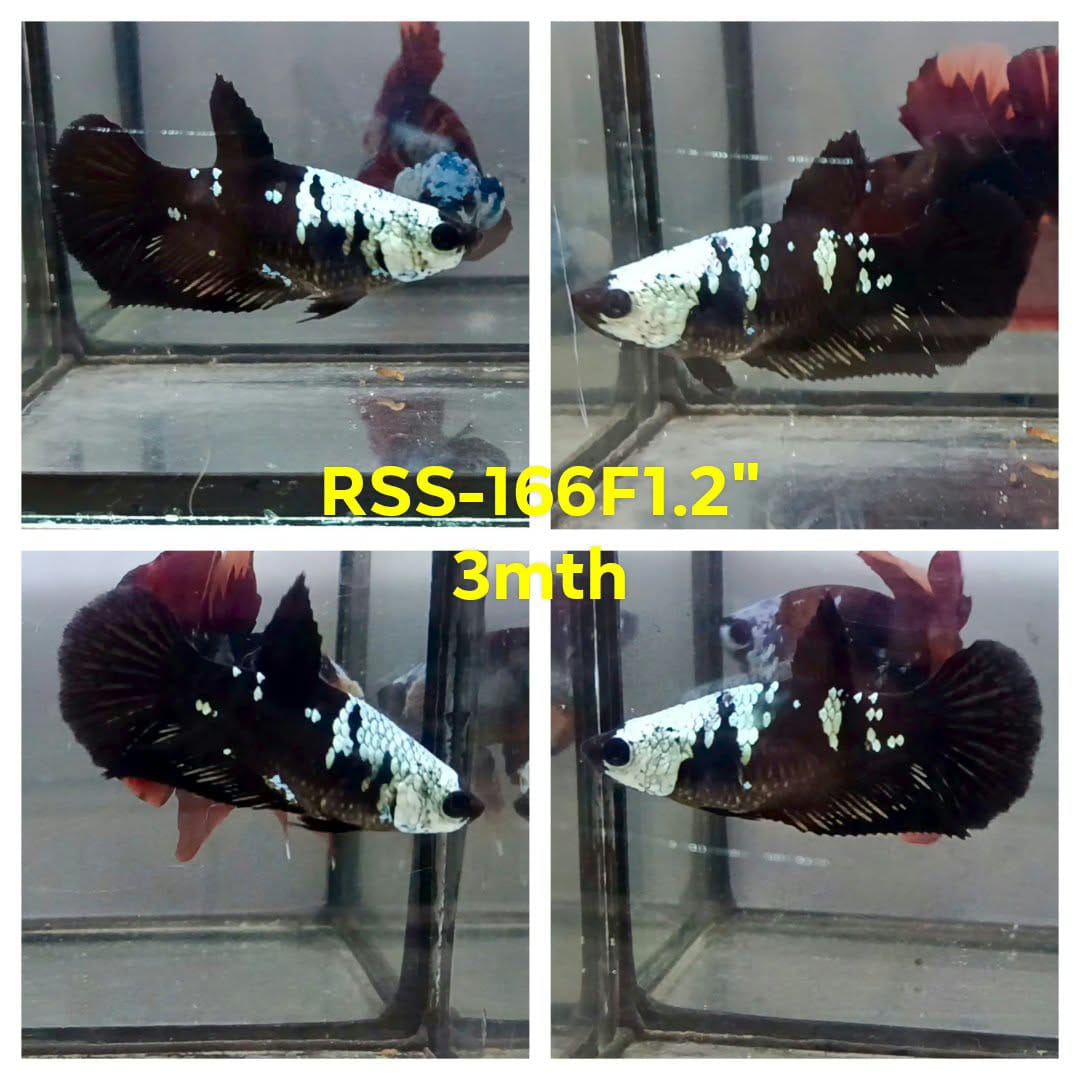 Live Female Betta Black Samurai Plakat (RSS-166)High quality what you see what you get!!