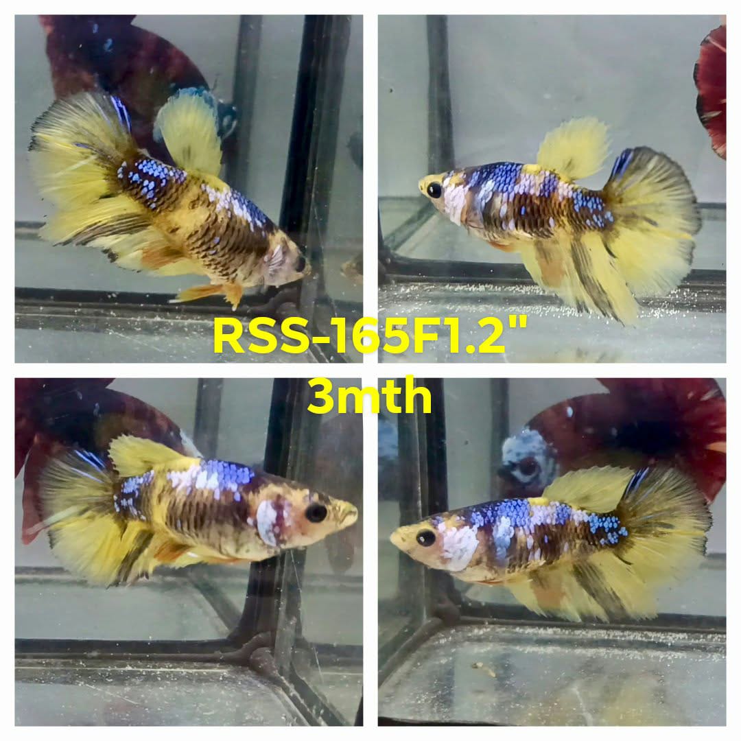 Live Female Betta Fancy Yellow Koi Halfmoon (RSS-165)High quality what you see what you get!!