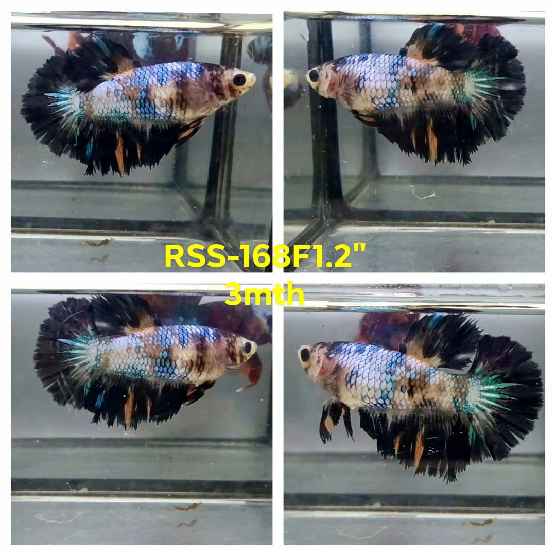 Live Female Betta Fancy Black Koi Halfmoon (RSS-168)High quality what you see what you get!!