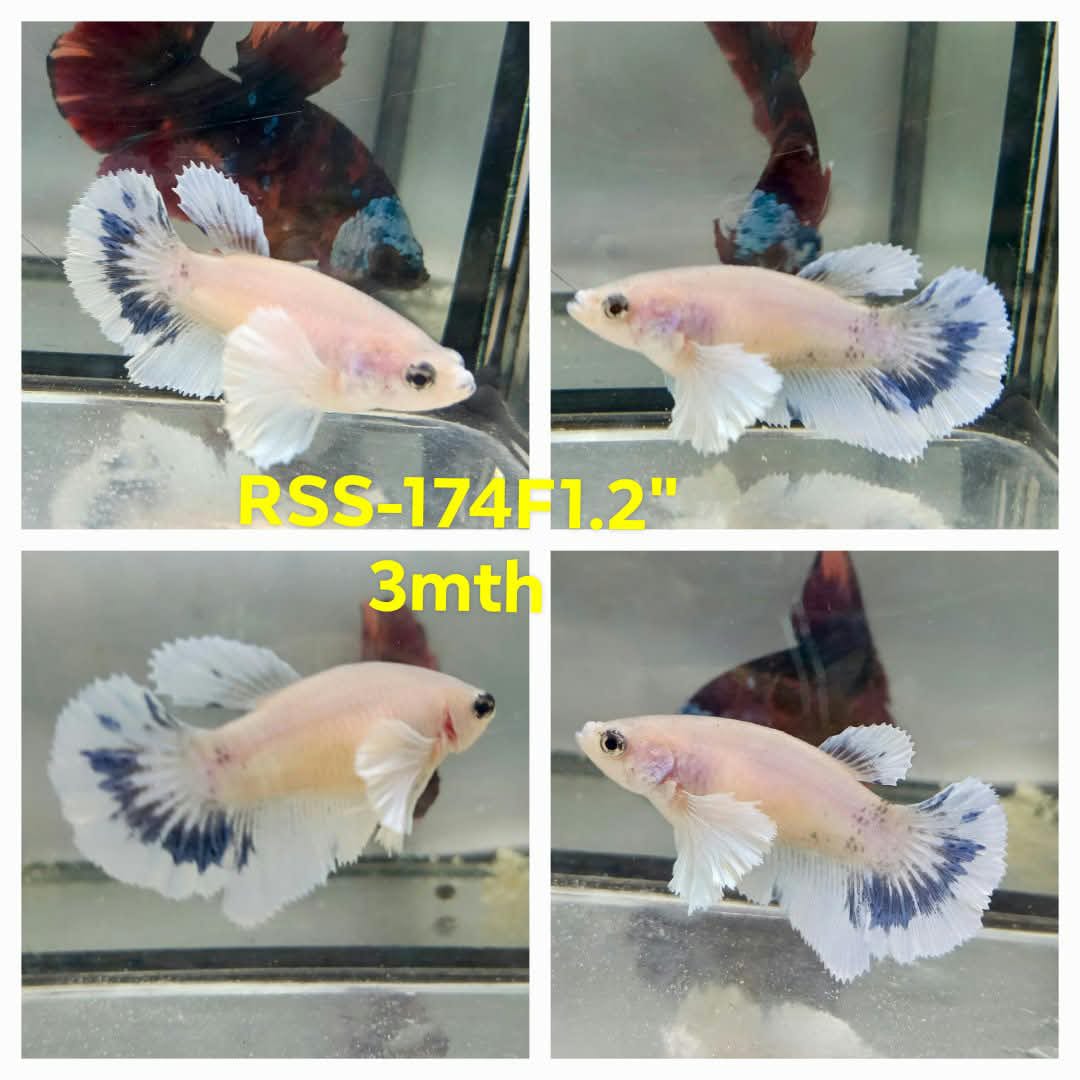 Live Female Betta Unicorn Light colors Dumbo big ear Halfmoon (RSS-174)High quality what you see what you get!!