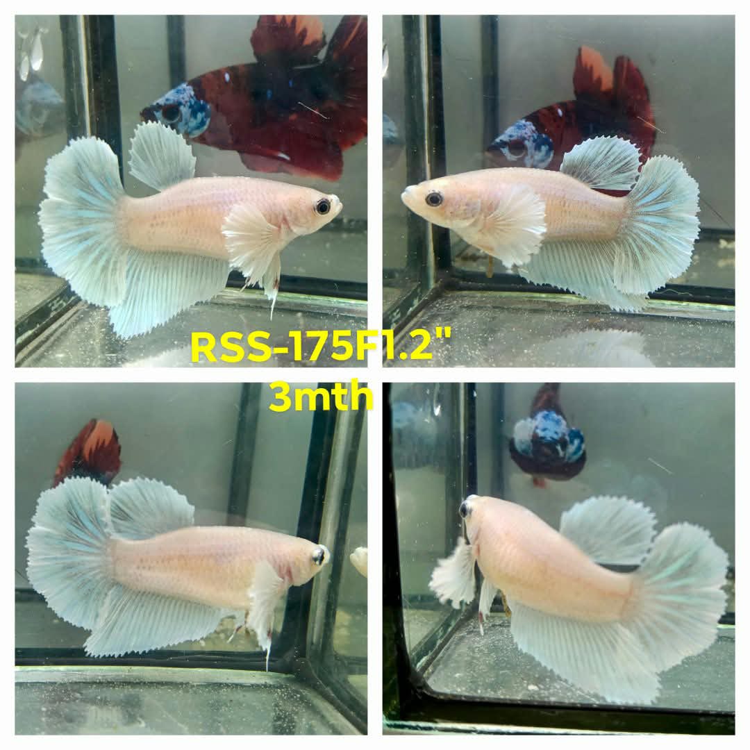Live Female Betta Fancy Light colors Dumbo big ear Halfmoon (RSS-175)High quality what you see what you get!!