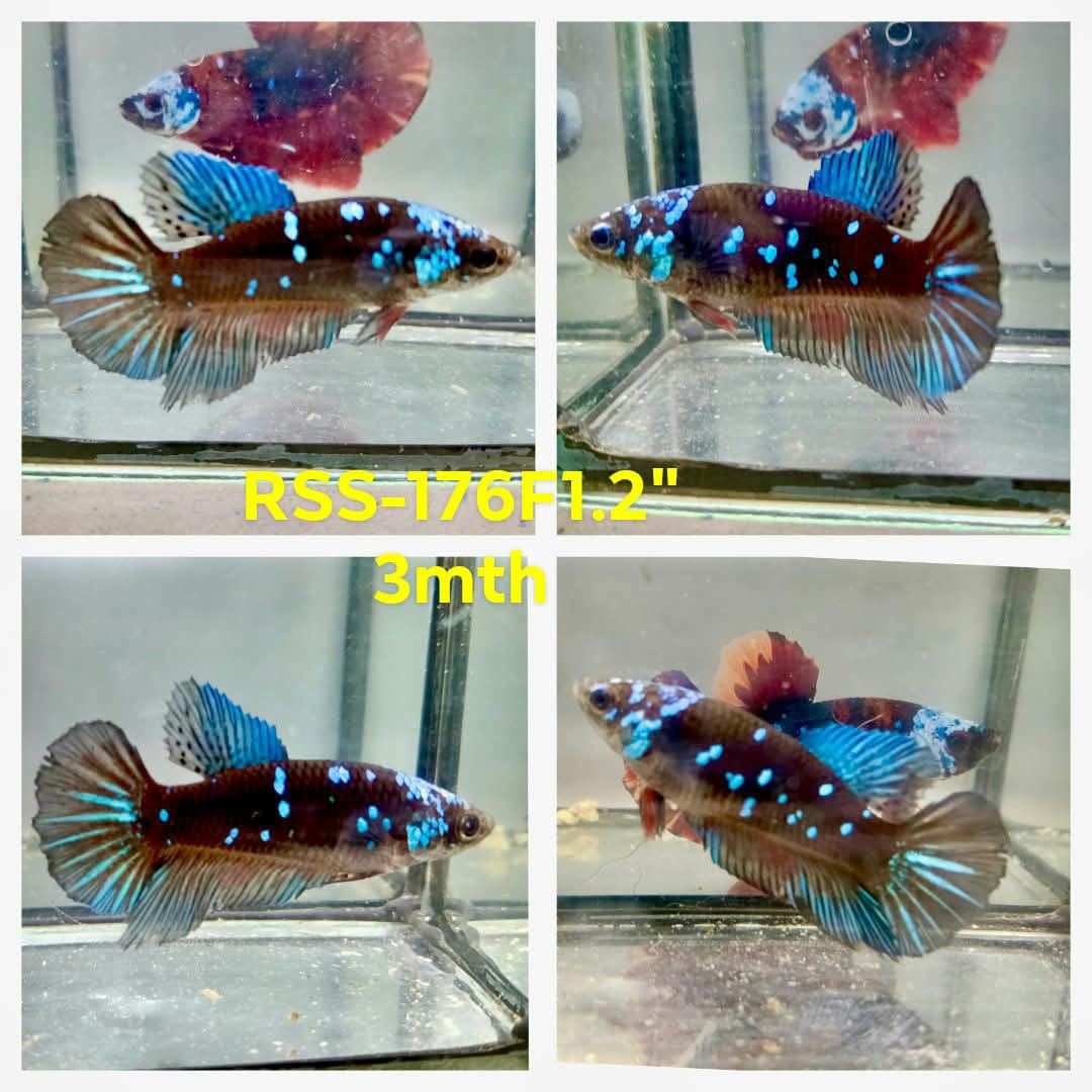Live Female Betta Blue Black Galaxy Avatar Super Delta (RSS-176)High quality what you see what you get!!