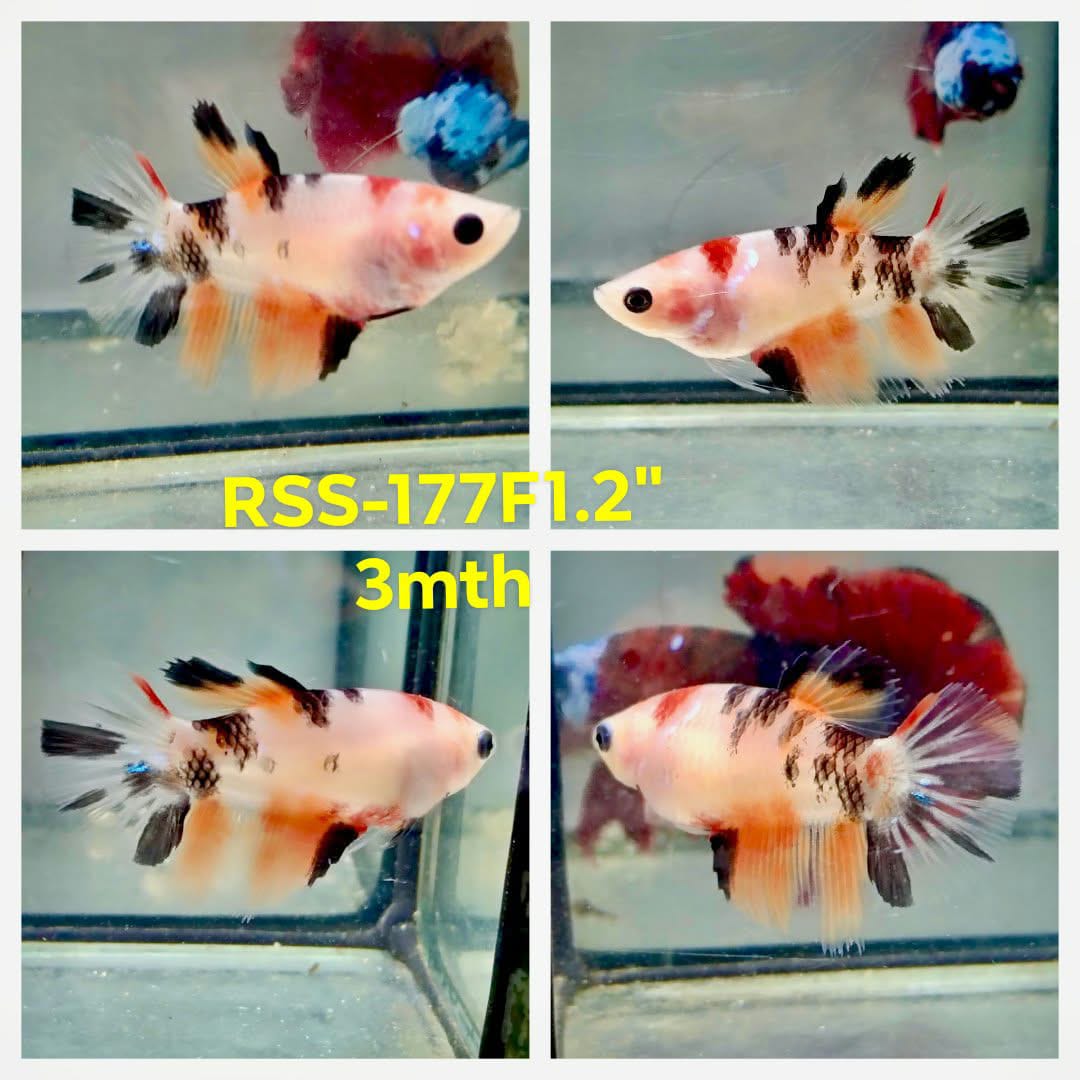 Live Female Betta Fancy Koi Super Delta (RSS-177)High quality what you see what you get!!