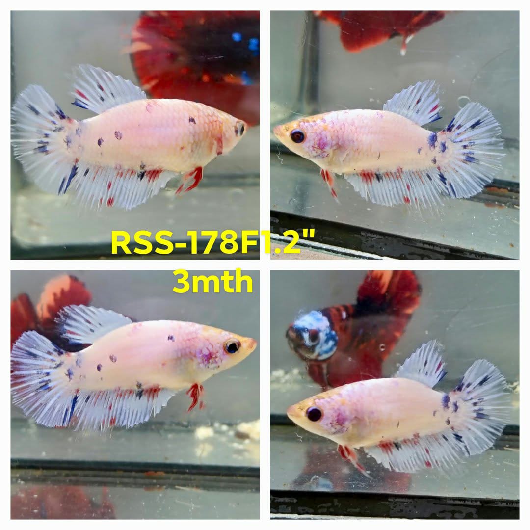 Live Female Betta Fancy Marble Super Delta (RSS-178)High quality what you see what you get!!