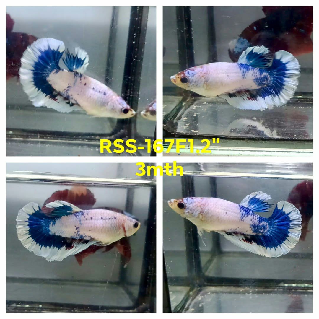 Live Female Betta Fancy Blue Marble Halfmoon (RSS-167) S164High quality what you see what you get!!