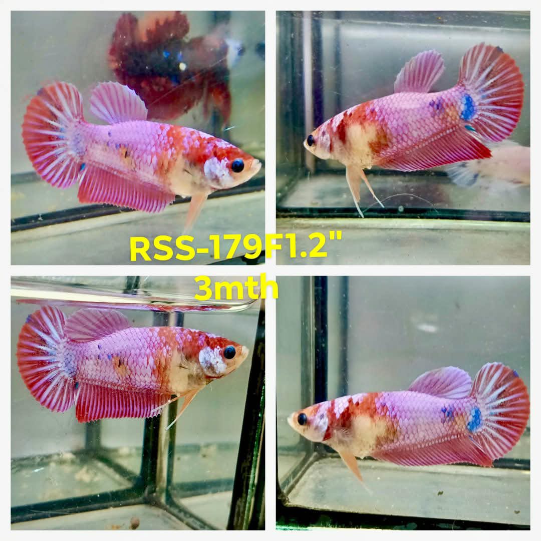 Live Female Betta Fancy Pink Sweet colors Super Delta (RSS-179)High quality what you see what you get!!