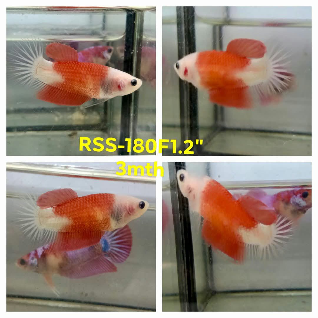 Live Female Betta Orange Marking Koi Plakat (RSS-180)High quality what you see what you get!!