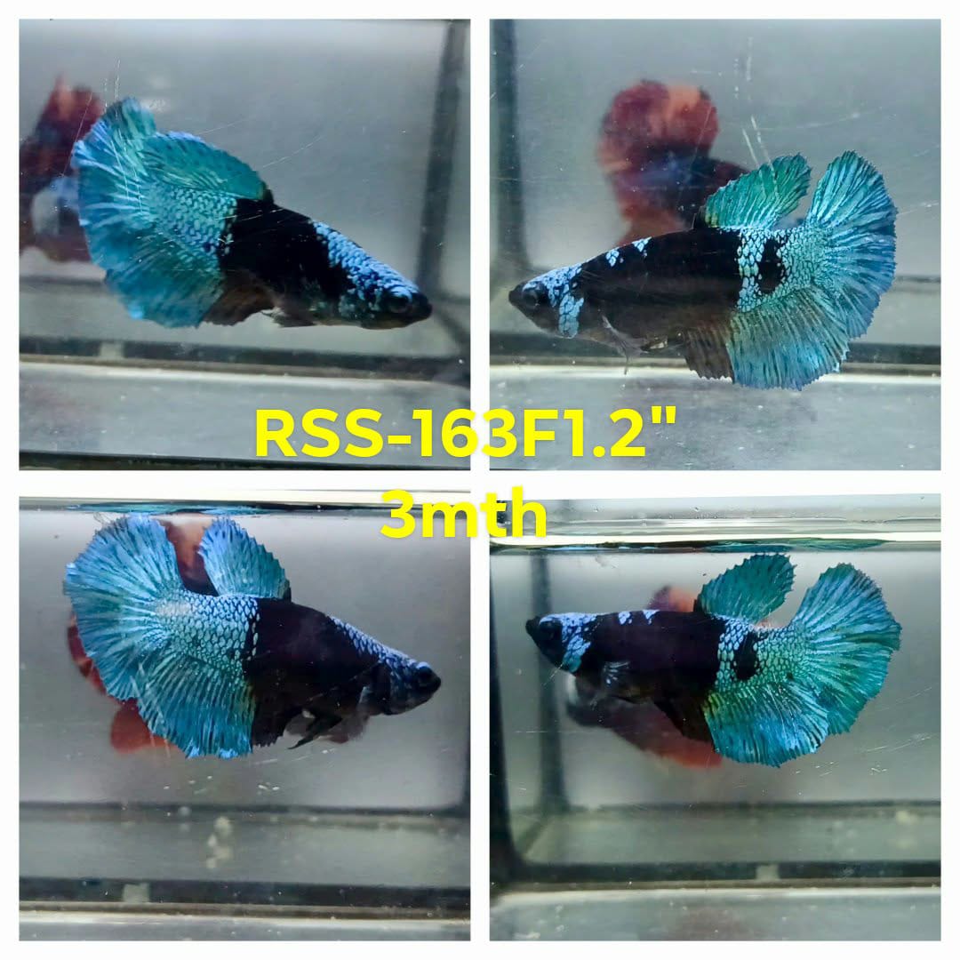 Live Female Betta Fancy Green Blacklight Plakat (RSS-163)High quality what you see what you get!!