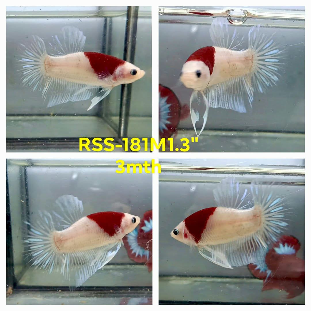 Live Male Betta Classic Red Marking Koi Plakat (RSS-181)High quality what you see what you get!!