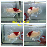Live Male Betta Classic Red Marking Koi Plakat (RSS-181)High quality what you see what you get!!