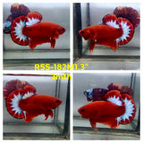 Live Male Betta Fancy Red Hellboy Startail Plakat (RSS-182)High quality what you see what you get!!