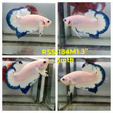 Live Male Betta Blue rim marble Plakat (RSS-184)High quality what you see what you get!!