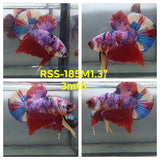 Live Male Betta Candy Sweet colors Plakat (RSS-185)High quality what you see what you get!!