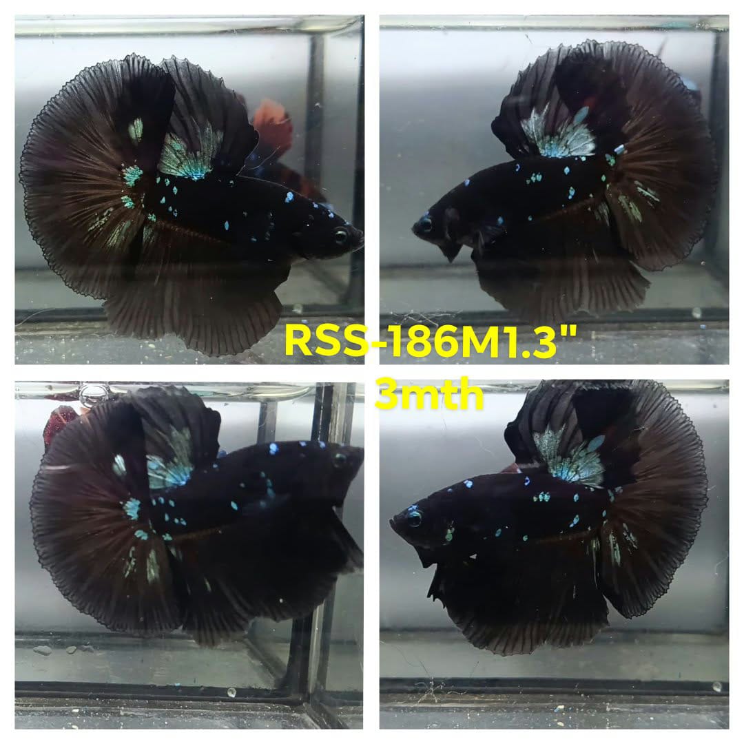 Live Male Betta Black Galaxy Avatar Halfmoon (RSS-186)High quality what you see what you get!!