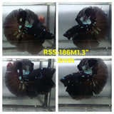 Live Male Betta Black Galaxy Avatar Halfmoon (RSS-186)High quality what you see what you get!!
