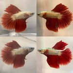 Live Betta High Grade Fancy Copper Scales Over Halfmoon Male (LLL-1026) What you see is what you get!