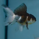 Panda Orandas 2inch 