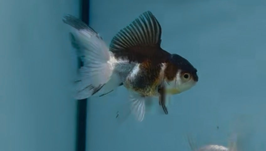 Panda Orandas 2inch 
