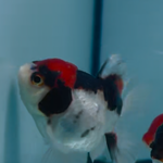 Tri-color Orandas 2inch 