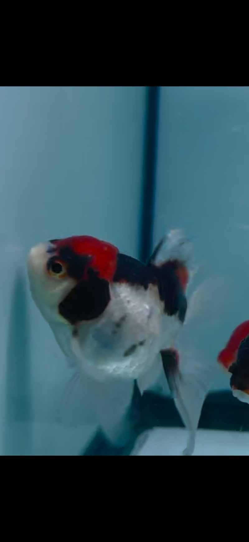 Tri-color Orandas 2inch 