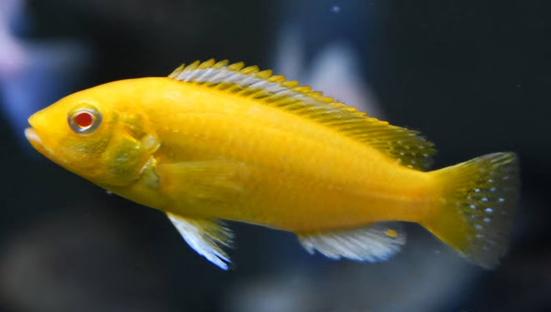 Live Freshwater fish African Cichlid Electric Yellow Lemon Price Cichlid (Labidochromis Caeruleus)(CHD-136)