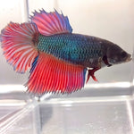 Live Betta Fish Green/Blue Red tail Halfmoon  Female (LLL-1097) WHAT YOU SEE IS WHAT YOU GET!