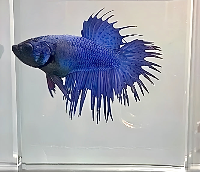 LIVE FISH BETTA ROYAL BLUE SPIDER CROWNTAIL FEMALE (LLL-1098) WHAT