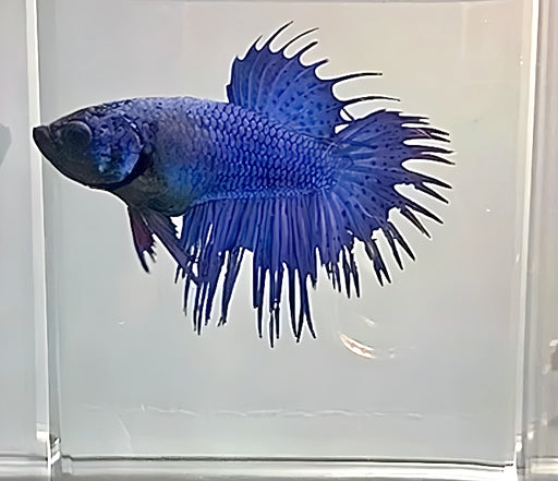 spider plant betta fish LIVE FISH BETTA ROYAL BLUE SPIDER CROWNTAIL FEMALE (LLL-1098) WHAT YOU — Coast Gem USA