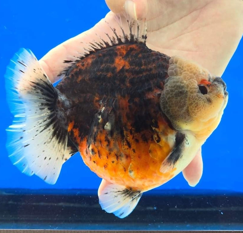 Thai Calico Baby Giant Oranda 2”Body Male (JCD-090)R4B08