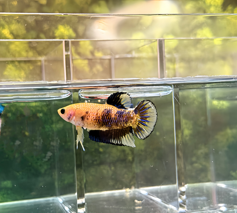 LIVE FANCY GIANT NEMO BETTA FEMALE S285 (LLL-3011) WHAT YOU SEE WHAT YOU GET!