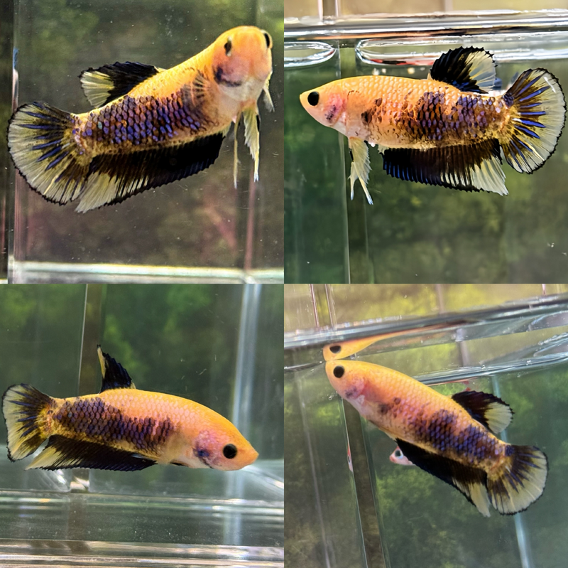 LIVE FANCY GIANT NEMO BETTA FEMALE S285 (LLL-3011) WHAT YOU SEE WHAT YOU GET!