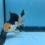 LIVE FANCY GOLDFISH PREMIUM BREED SPECIAL COLOR PANDA THAI ORANDA 3'' BODY LLL