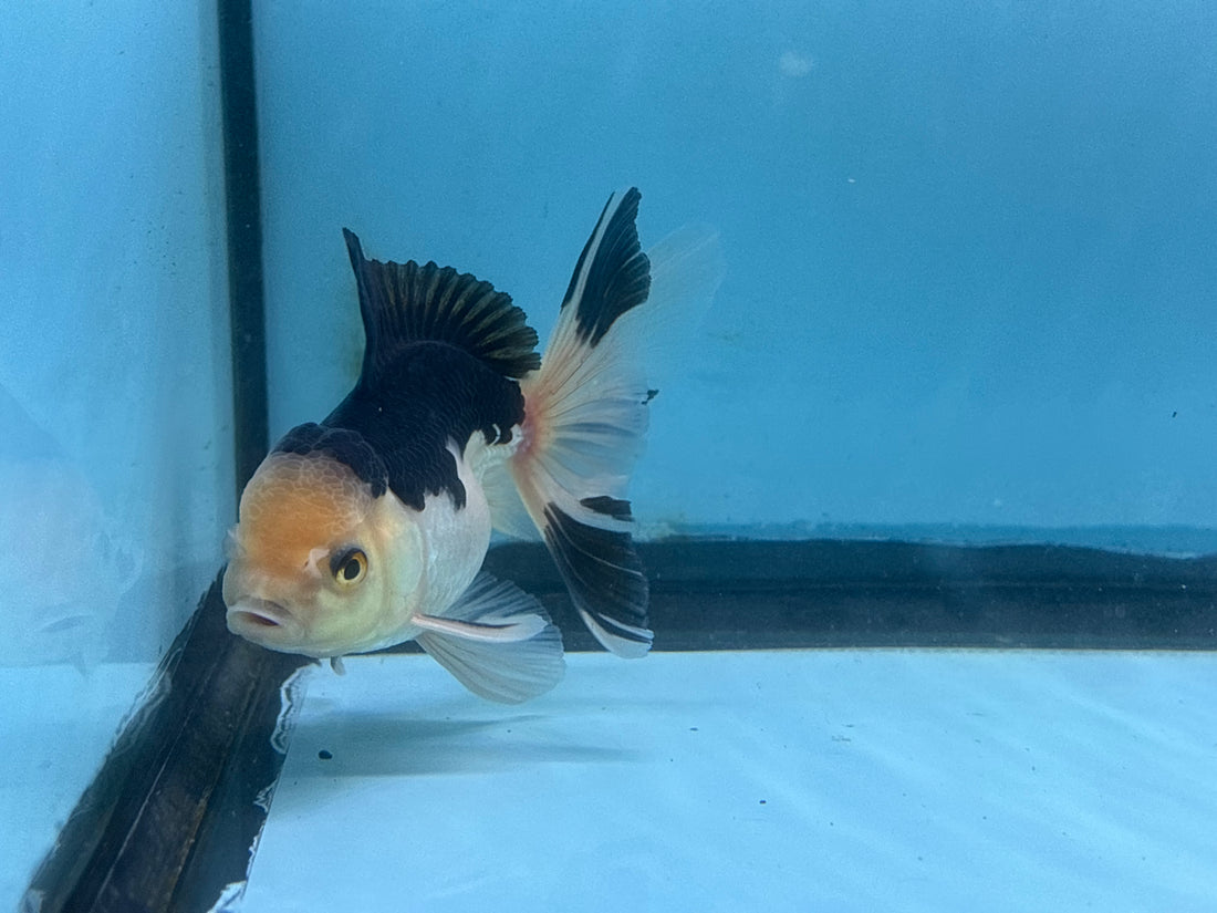 LIVE FANCY GOLDFISH PREMIUM BREED SPECIAL COLOR PANDA THAI ORANDA 3'' BODY LLL