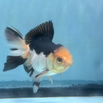 LIVE FANCY GOLDFISH PREMIUM BREED SPECIAL COLOR PANDA THAI ORANDA 3'' BODY LLL