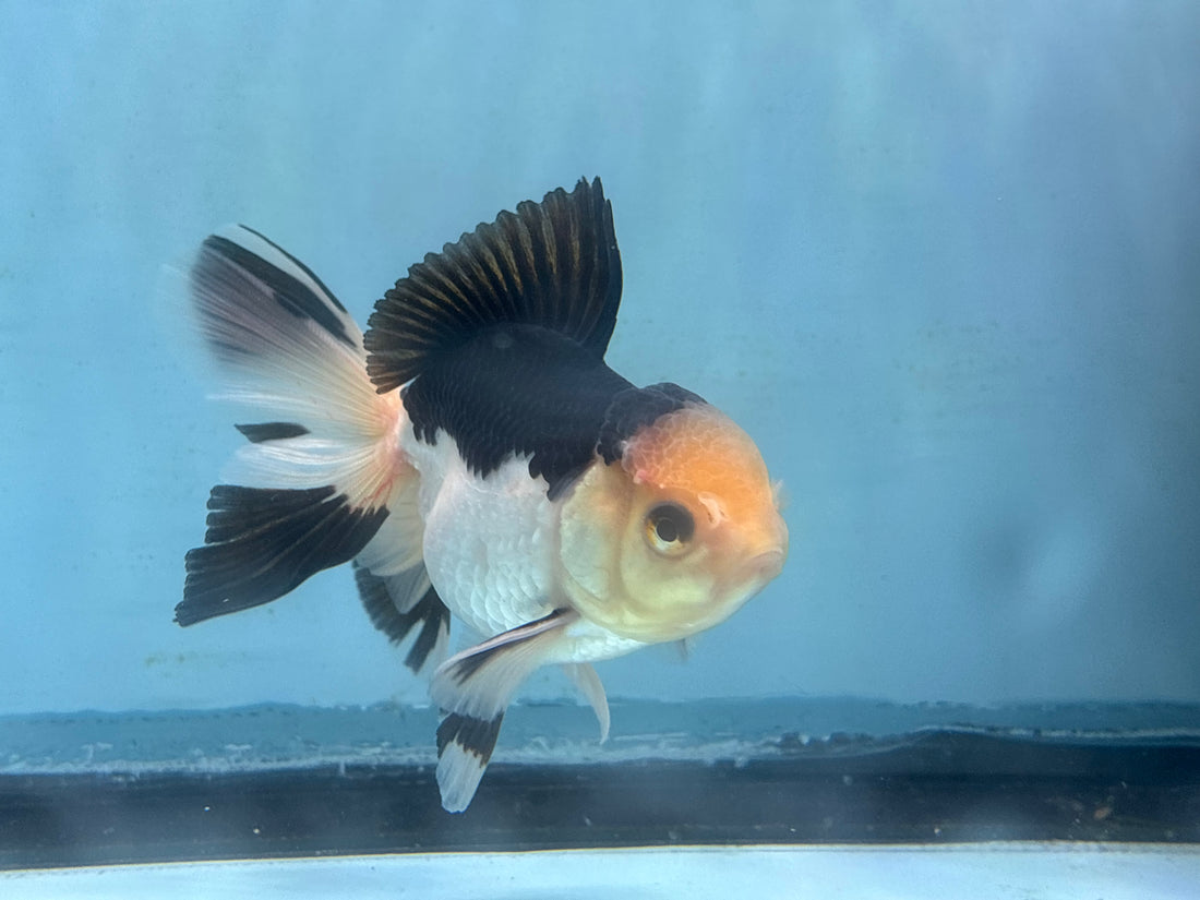 LIVE FANCY GOLDFISH PREMIUM BREED SPECIAL COLOR PANDA THAI ORANDA 3'' BODY LLL